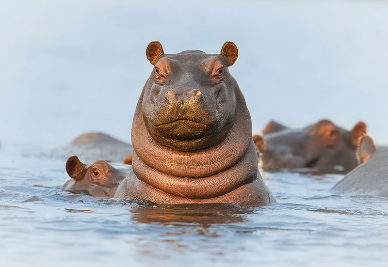 hello hippo The Top 100 Pictures of the Day for 2014