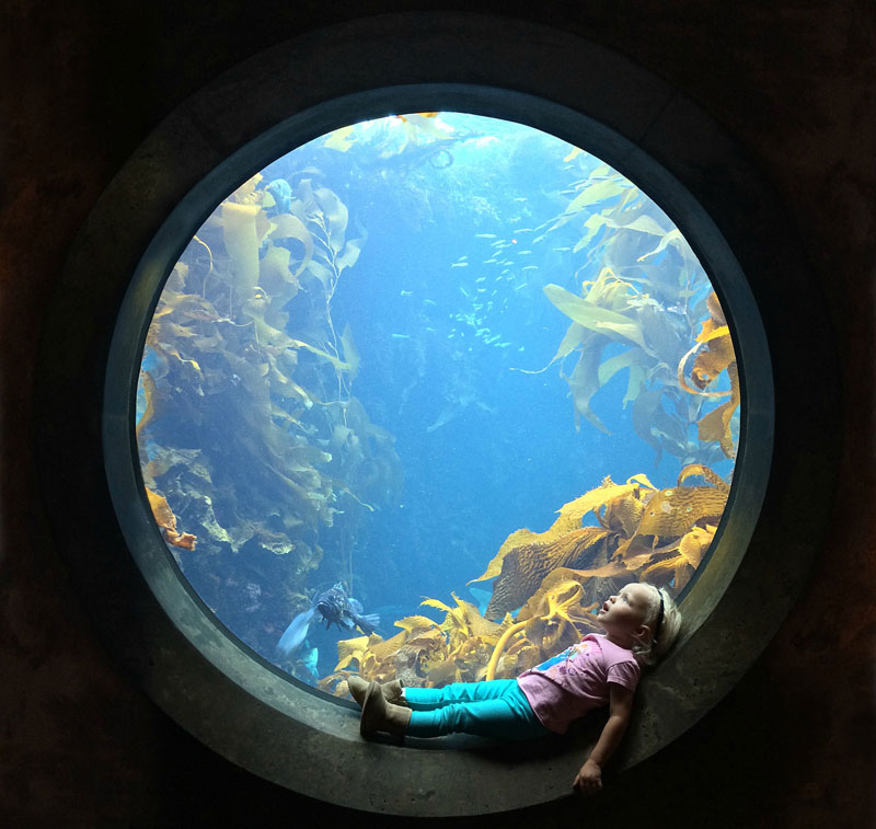 sitting in circular window at the aquarium Picture of the Day: Awestruck at the Aquarium