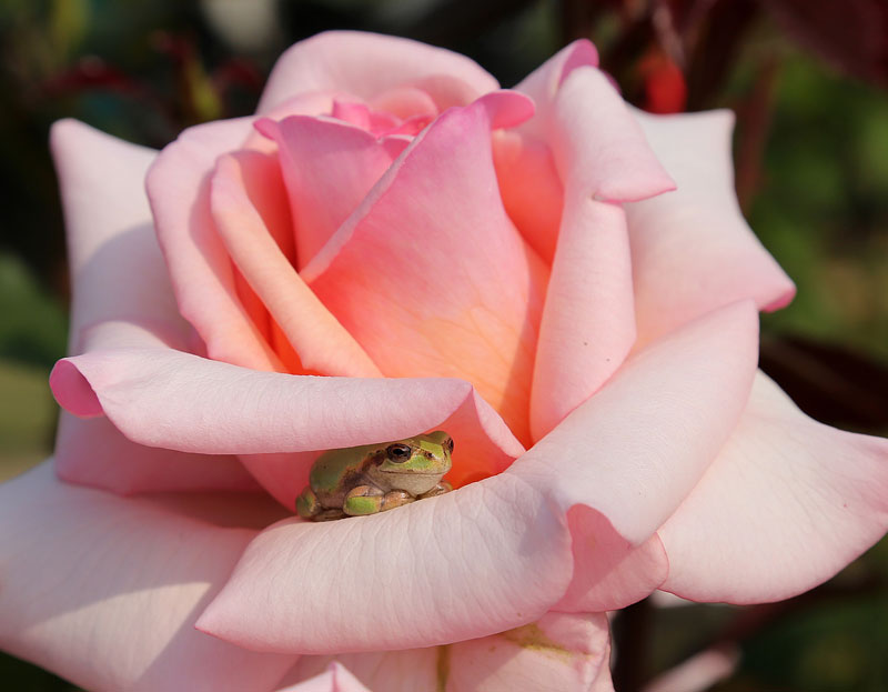 tiny frog hiding in a rose The Sifters Top 75 Pictures of the Day for 2014