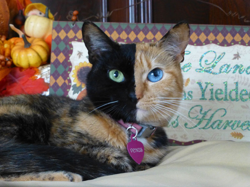 venus chimera cat two face half black half tabby 6 This Cat has the Biggest Eyes I Have Ever Seen (11 Photos)