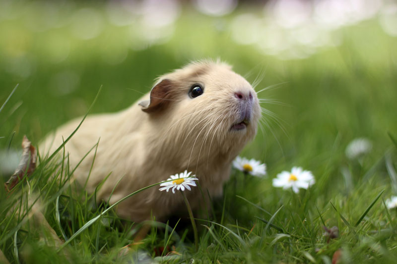 worlds cutest guinea pig booboo (3)