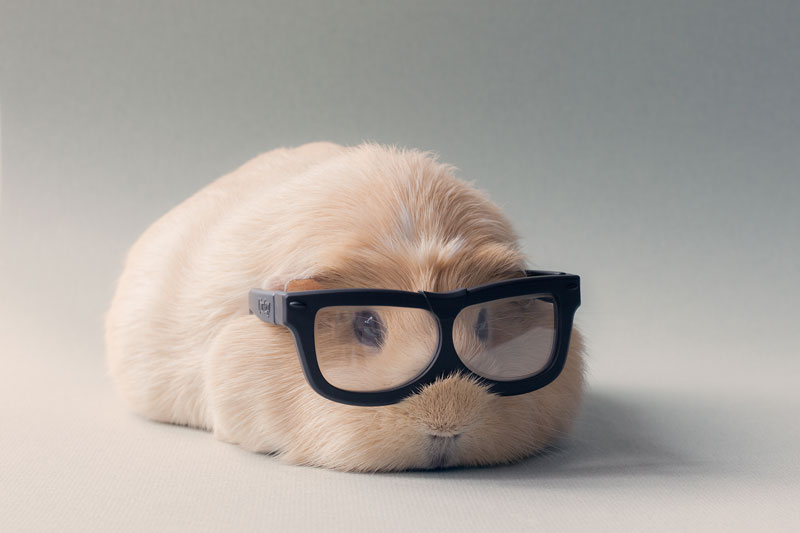 worlds cutest guinea pig booboo (4)