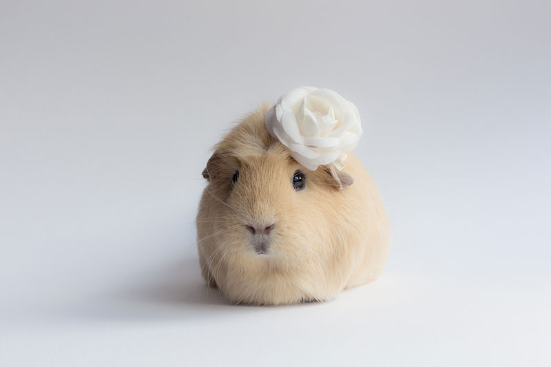 worlds cutest guinea pig booboo (5)
