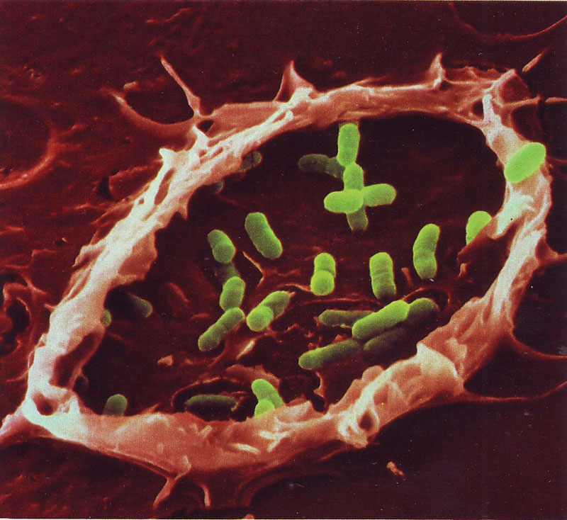 07---Bacteria-Trap
