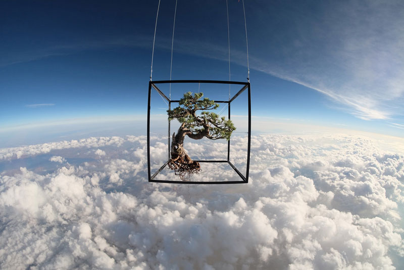 azuma makoto sends bonsai plant into space (1)