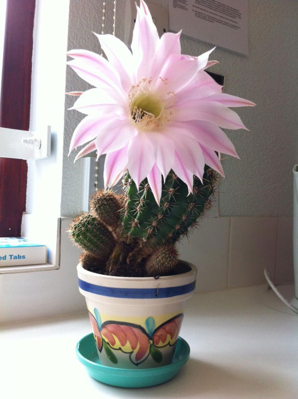 cactus flowers once a year (5)