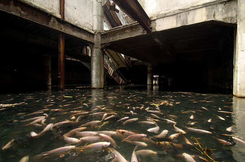 flooded abandoned mall with fish bangkok thailand Picture of the Day: An Abandoned Mall Overtaken by Fish