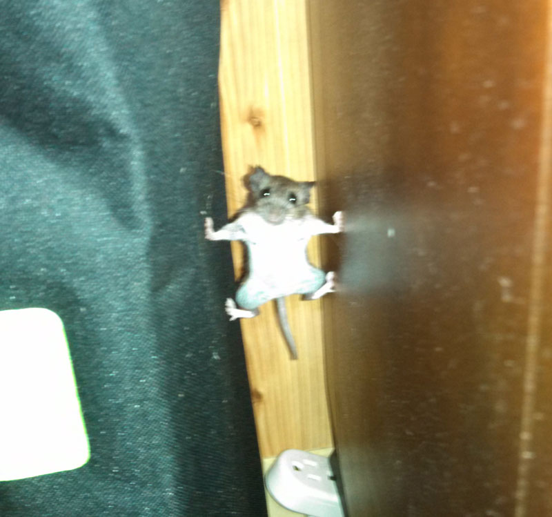 mission impossible mouse The Shirk Report   Volume 273