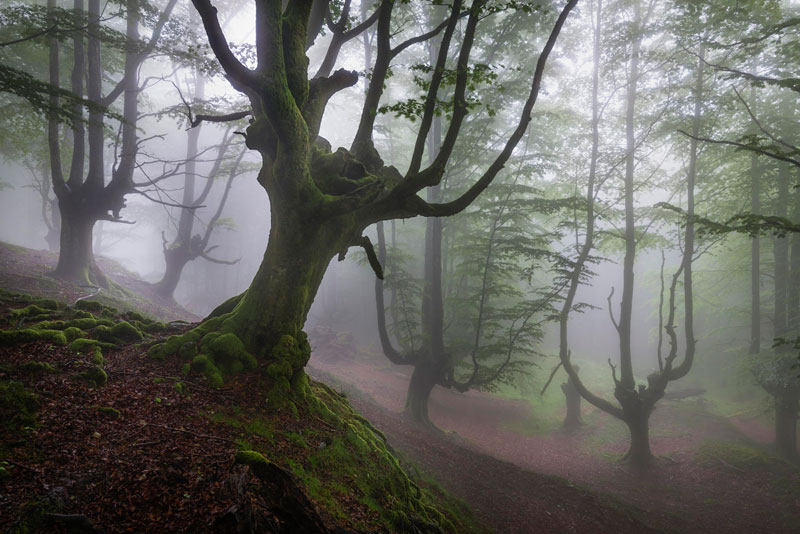 mystical forest in spain gorbea natural park 1 The Bluebells of Hallerbos, Belgium