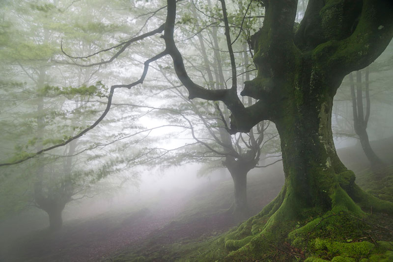 mystical forest in spain gorbea natural park (2)