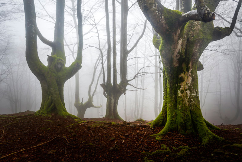 mystical forest in spain gorbea natural park (3)