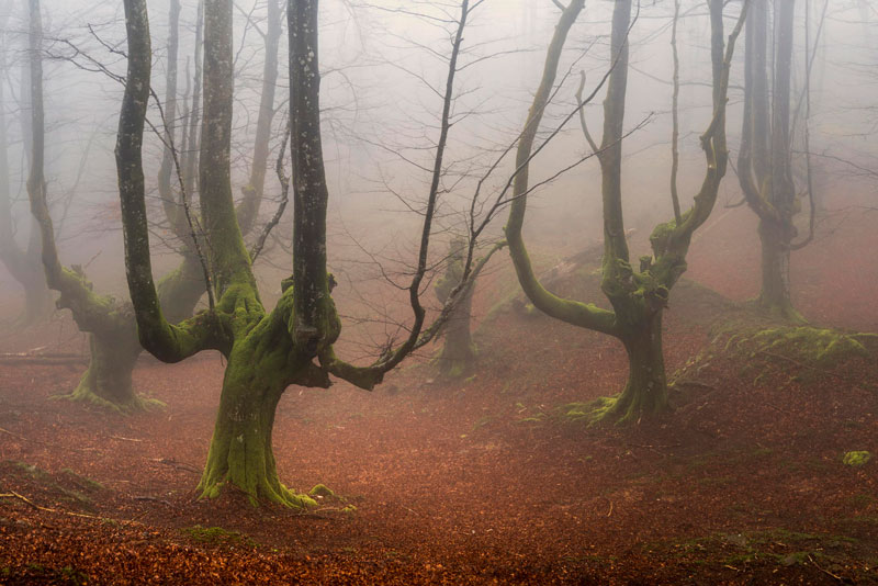 mystical forest in spain gorbea natural park (4)