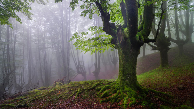 mystical forest in spain gorbea natural park (5)
