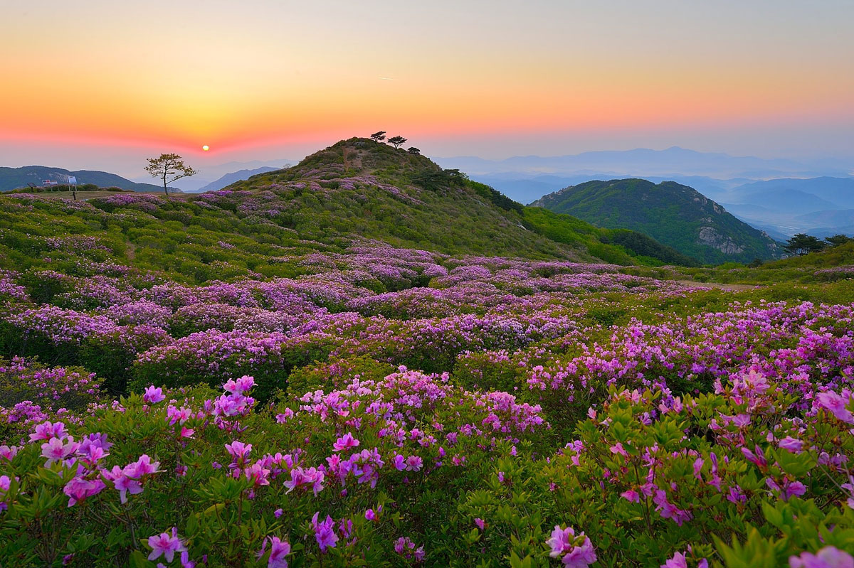 royal azaleas Mt. Hwangmaesan south korea
