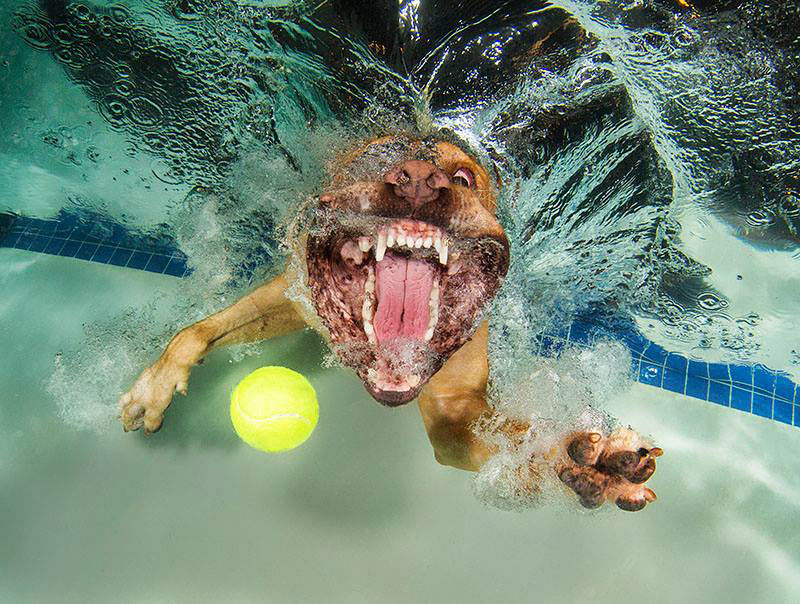 underwater photos of dogs fetching their balls by seth casteel (1)