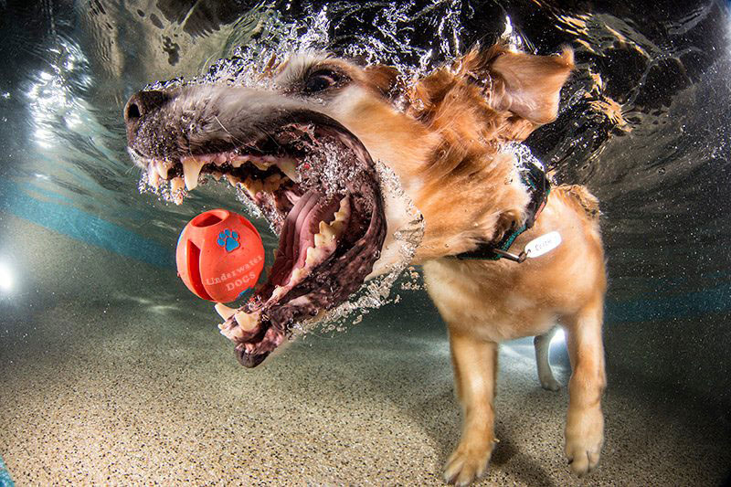 underwater photos of dogs fetching their balls by seth casteel (2)