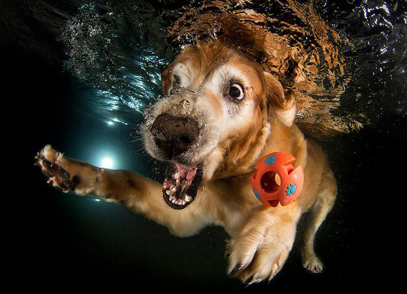 underwater photos of dogs fetching their balls by seth casteel (4)
