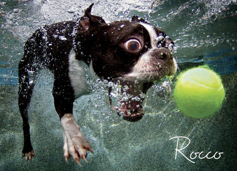 underwater photos of dogs fetching their balls by seth casteel (5)