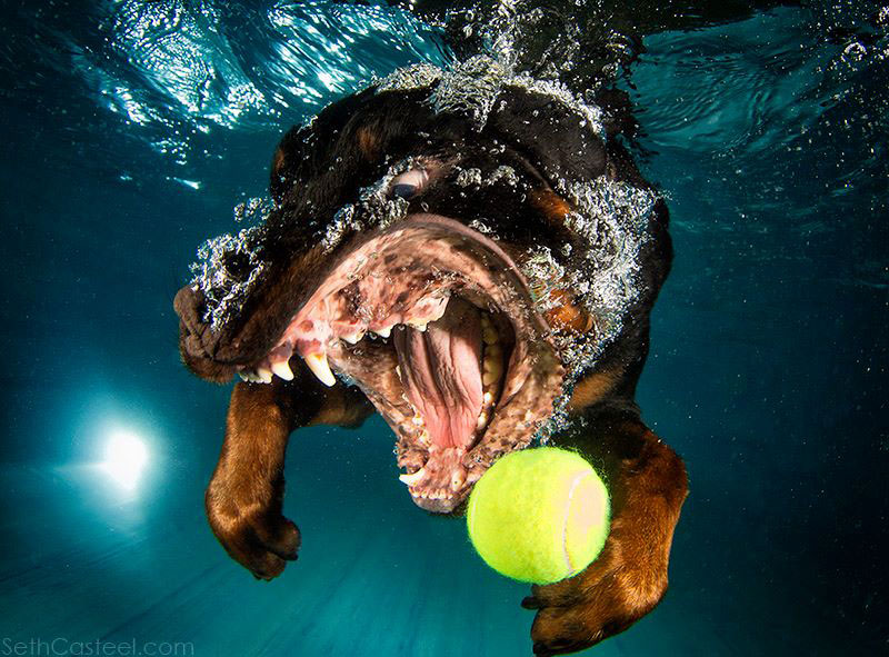 underwater photos of dogs fetching their balls by seth casteel (6)