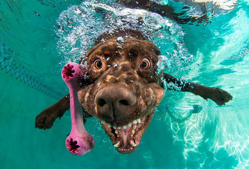 underwater photos of dogs fetching their balls by seth casteel (7)