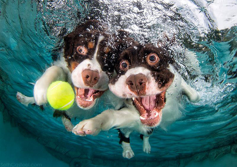 underwater photos of dogs fetching their balls by seth casteel (8)