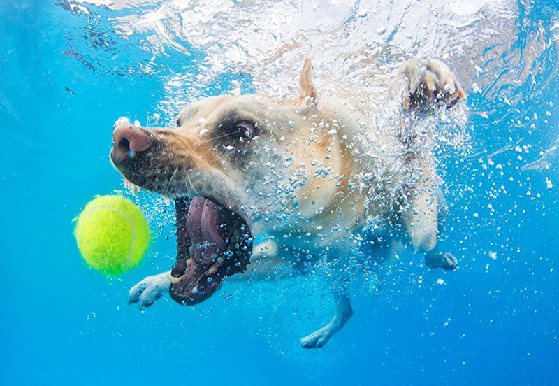 underwater photos of dogs fetching their balls by seth casteel (9)