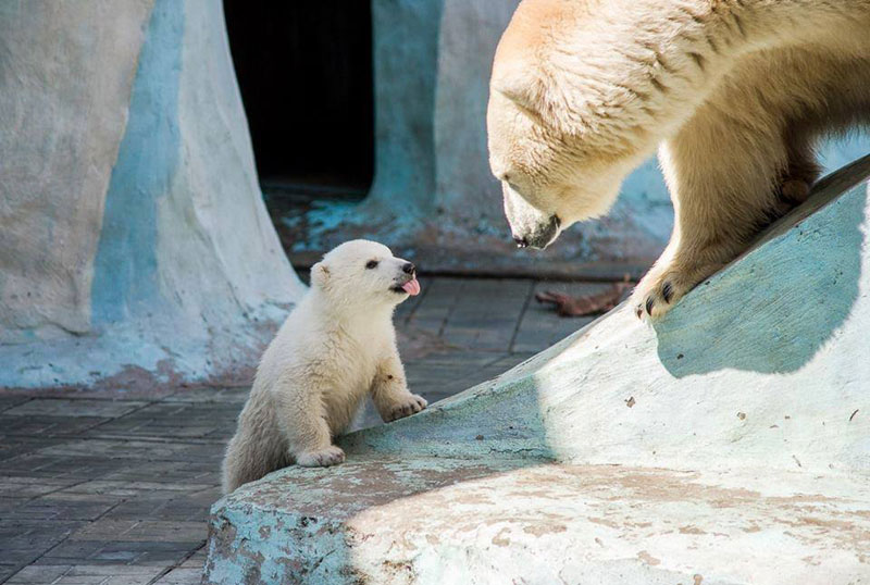 baby polar bear sticking tongue out The Shirk Report   Volume 277