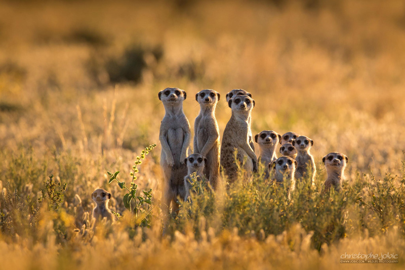 family of meerkats