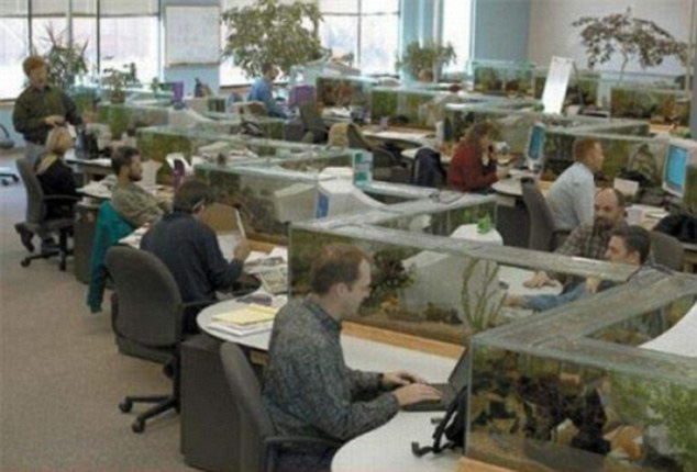zig zag office aquarium also a desk divider (2)