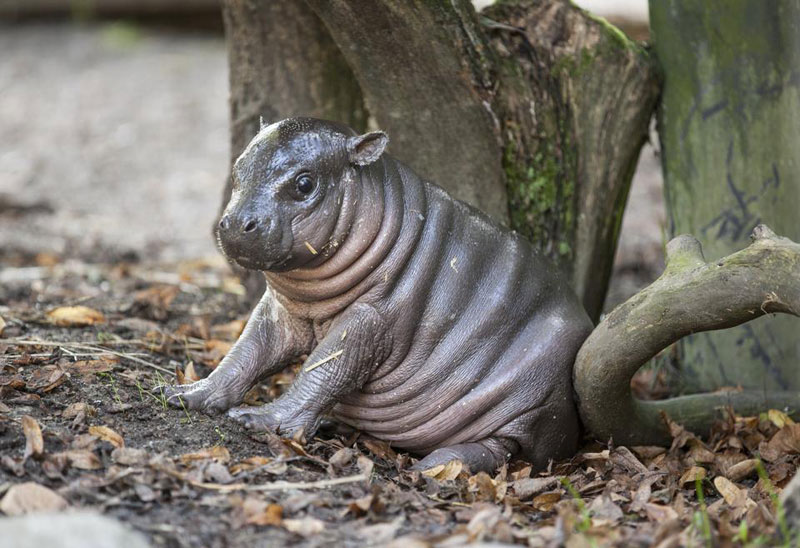 baby dwarf hippo olivia parken zoo sweden