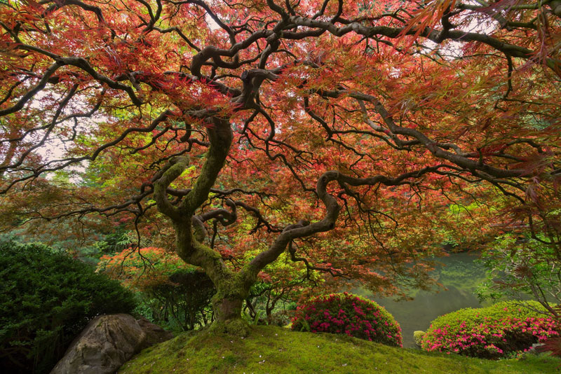 japanese maple portland oregon Four Ancient Animals That are Older than Trees