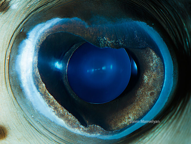 14 Extremely Detailed Close-Ups of Animal Eyes » TwistedSifter