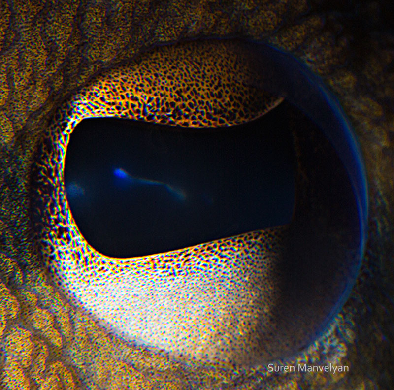 macro close-up photos of animal eyes by suren manvelyan (10)