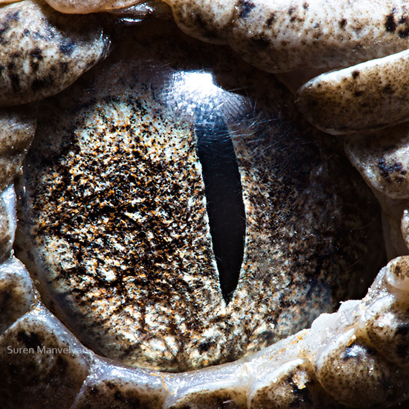 macro close-up photos of animal eyes by suren manvelyan (12)