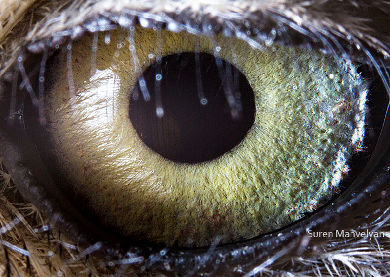 macro close-up photos of animal eyes by suren manvelyan (14)
