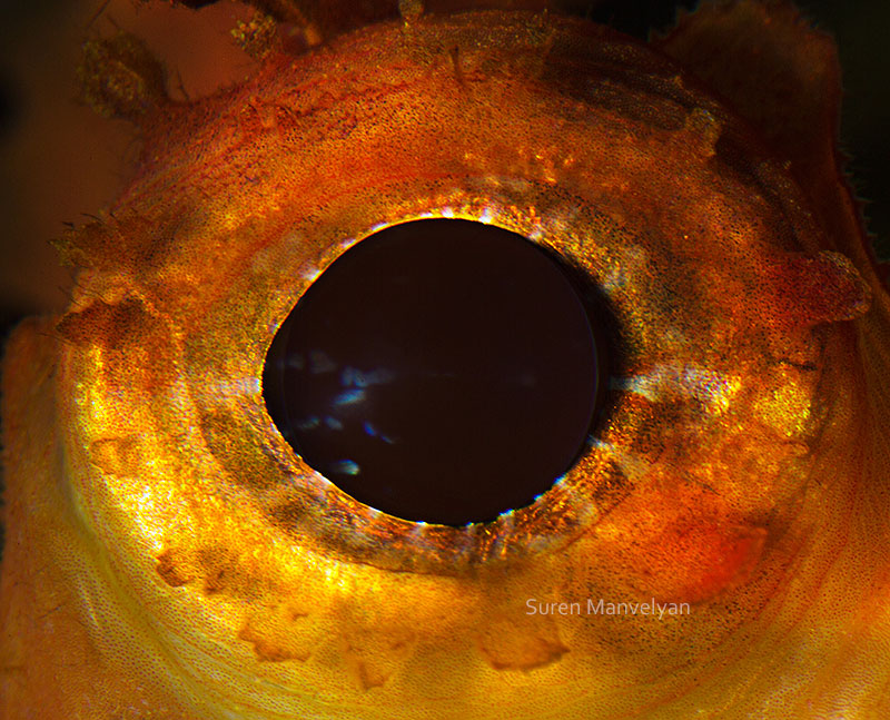 macro close-up photos of animal eyes by suren manvelyan (4)