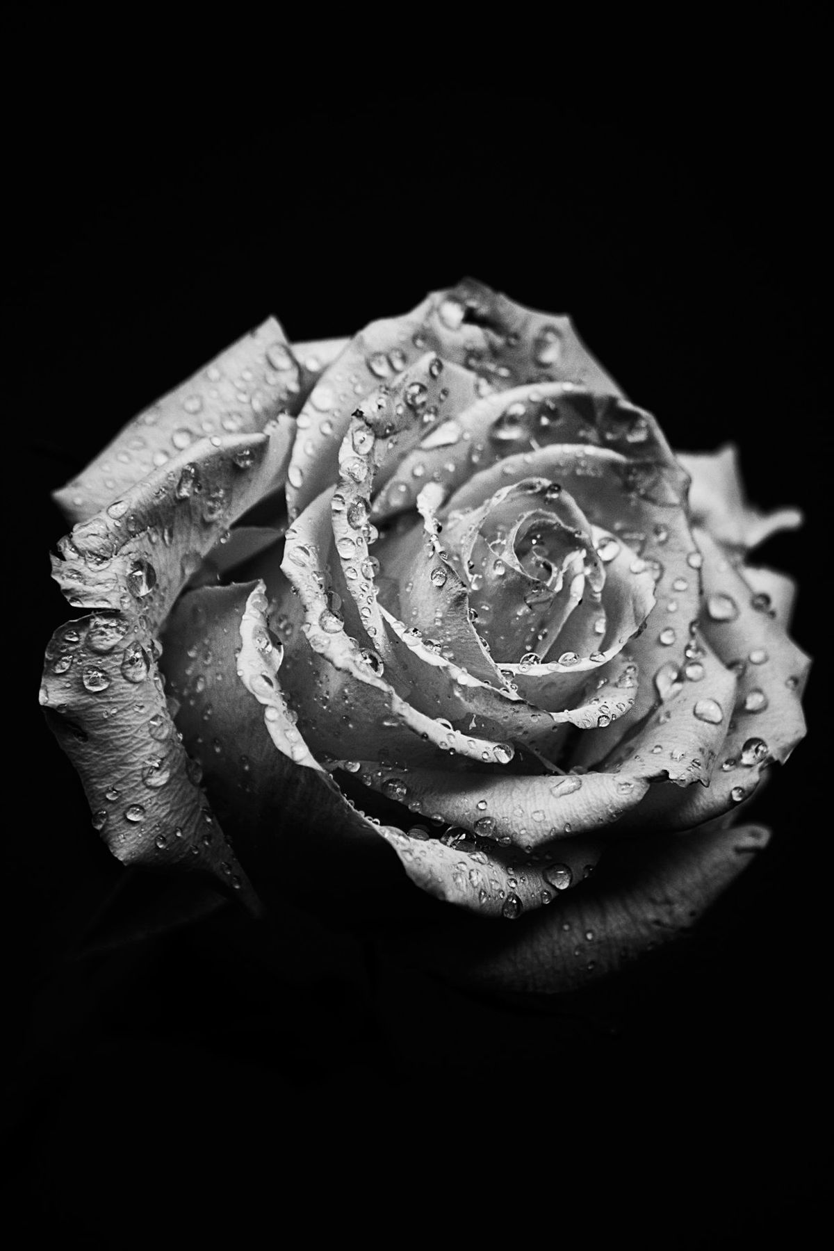 macro rose black and white Picture of the Day: Macro Rose