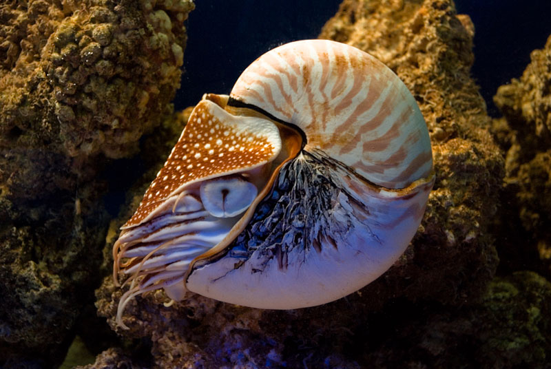 nautilus Four Ancient Animals That are Older than Trees