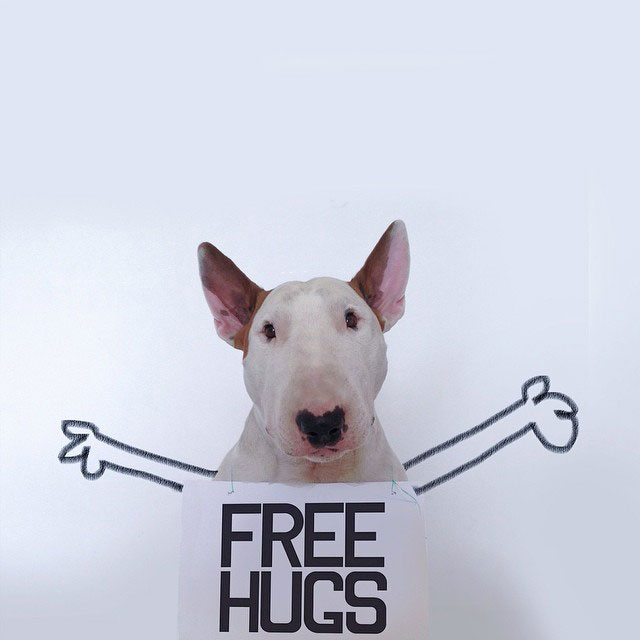 Rafael mantesso Takes Portraits of His Bull Terrier and Illustrates the Background (10)