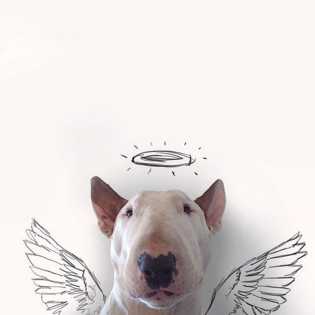 Rafael mantesso Takes Portraits of His Bull Terrier and Illustrates the Background (11)
