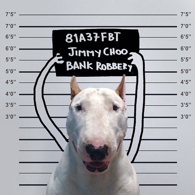 Rafael mantesso Takes Portraits of His Bull Terrier and Illustrates the Background (12)