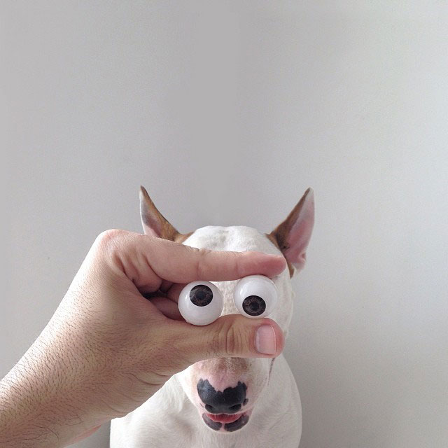 Rafael mantesso Takes Portraits of His Bull Terrier and Illustrates the Background (2)