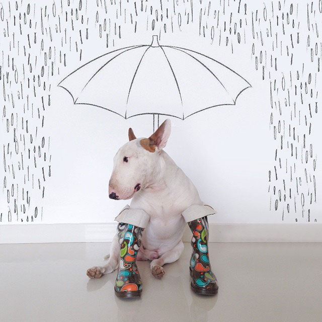 Rafael mantesso Takes Portraits of His Bull Terrier and Illustrates the Background (4)
