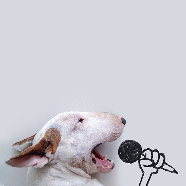 Rafael mantesso Takes Portraits of His Bull Terrier and Illustrates the Background (7)