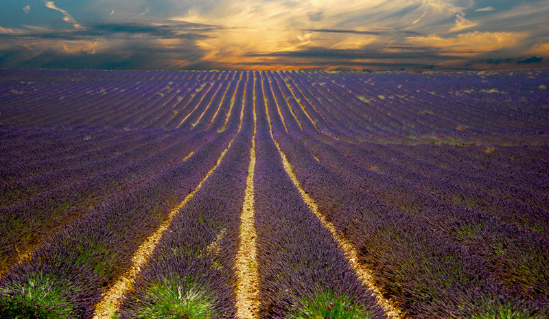 sunset lavender field provence france Picture of the Day: Lavender Sunsets in Provence