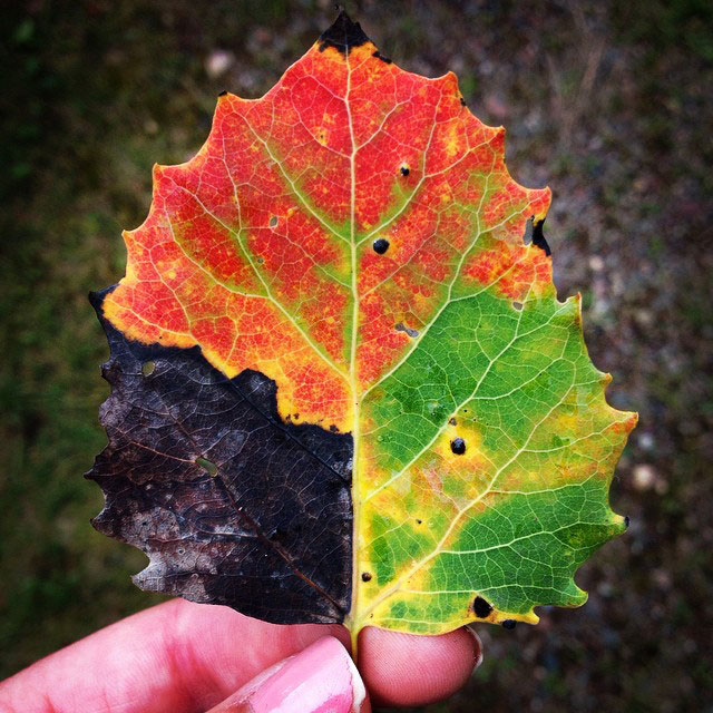 tri color leaf green shows different seasons Picture of the Day: A Leaf for All Seasons