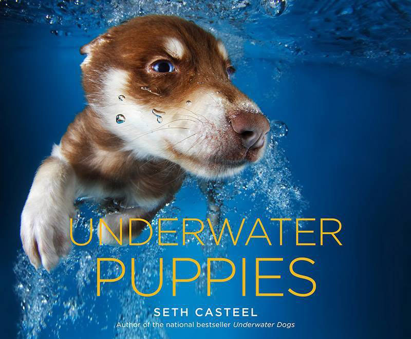 underwater puppies by seth casteel (1)