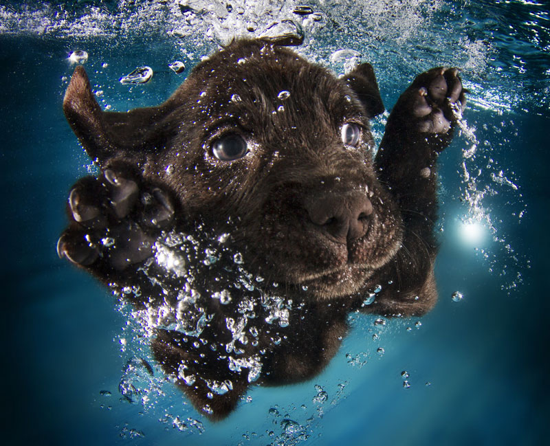 underwater puppies by seth casteel (10)