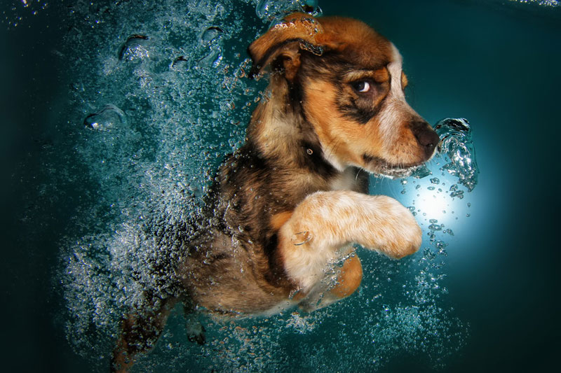 underwater puppies by seth casteel (3)