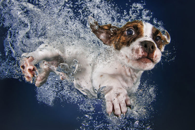 underwater puppies by seth casteel (6)